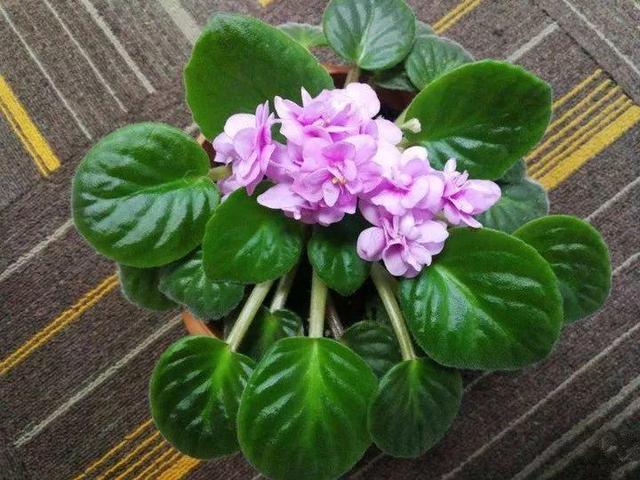 贝拉小蜜蜂草本身体乳