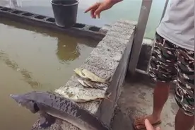 屋顶养鱼？钓友修空中鱼塘钓鱼，羡煞旁人，一夜间鱼却死掉大半图片