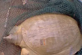 钓鳖的故事图片