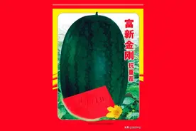 西瓜幼苗一般会出现这9种发育异常现象！如何预防图片