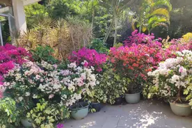 养花要用两种肥，它们属于“夫妻肥”，少了任何一种都会不和谐图片