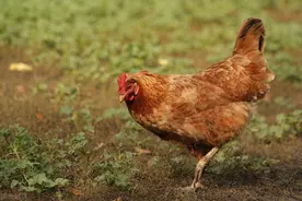 能引起鸡鸡冠发白的疾病有哪些图片