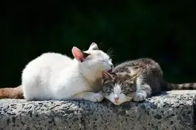 想领养代替购买，却找不到门路？看完这篇文章就全清楚了图片