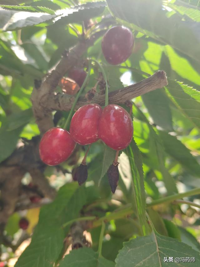 7种补铁剂的作用特点，建议收藏