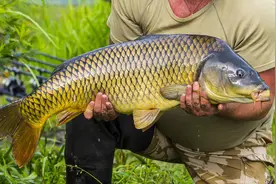 黄河泥沙多且浑浊，为何生长的鲤鱼特别好吃，称作中华名鱼之首？图片