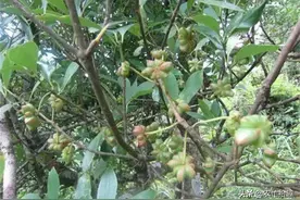 国内仅广西有种，前年一斤不足2元，现已成抢手货，炖肉是一绝图片
