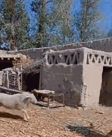 抓猪养猪还可以给猪配种，这款沙盒生存游戏逗乐我了