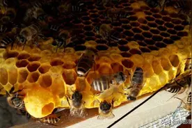 人工分蜂，分走老王和分走王台有何差别？现在知道，恰逢其时图片