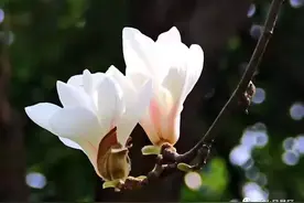 香山景区恢复营业，优惠政策公布图片