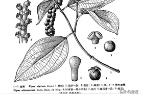 酷爱喝汤的洛阳人，为啥不爱胡辣汤？| 豫记图片