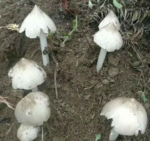 云南10种野生菌，你最喜欢吃哪几个？