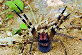 动物还能当伟哥？男性被蜘蛛咬之后，引起数小时的生理反应图片