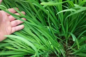 农村12种不长虫不用打药的家常菜，种下去就有得吃，你家有几种？图片