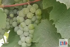 诗不可说丨葡萄熟了，玉纤旋摘，莫负清欢图片