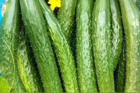 【“顶花带刺”的黄瓜，到底可不可以吃？】图片