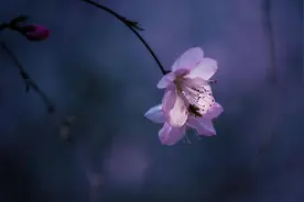 余生，只想念，不相见图片