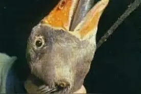 王侯将相宁有种乎？鹅和命运图片