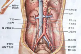 你知道人体最大的排泄器官是什么？图片