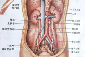 你知道人体最大的排泄器官是什么？图片