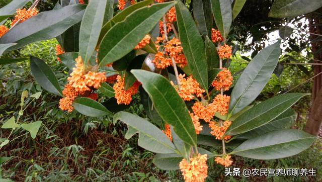 桂花树结果真是少见，桂花果泡酒有妙用，值得一看