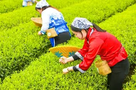 一斤茶叶480元，里面有多少是成本钱？看完才知茶厂才挣钱图片