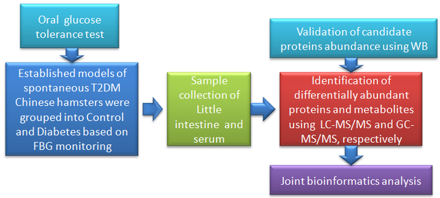 小肠蛋白质组学联合血清代谢组学揭示T2DM中华仓鼠氨基酸代谢紊乱