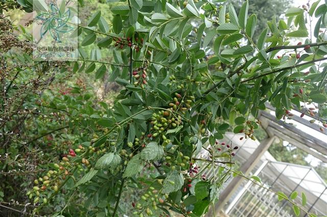 老鼠屎藤草药长什么样 铁包金,见过吗?化瘀止血,镇咳止痛.