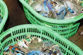 @三亚人 开渔第一网海鲜“闪亮”上岸图片