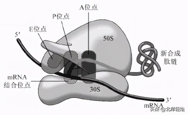 核糖体：揭开生物体内合成蛋白质的奥秘 2009年诺贝尔化学奖介绍