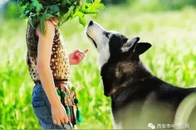 养宠物竟会引起视力下降？图片