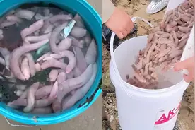 1斤能卖上百元！烟台海肠泛滥，上千人连夜疯捡，太壮观了图片