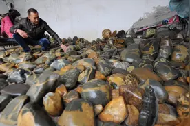 河南5旬农民20余年捡石头两卡车，如今不知如何处理，盼网友支招图片