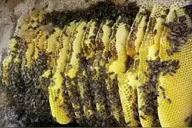 养蜂轶事：有幸寻得野蜂蜜，好心分享毒死人！野蜂蜜并不绿色无害图片