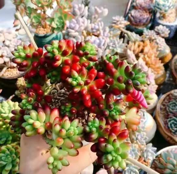 趣说生物：植物不吃不喝是如何长大的？