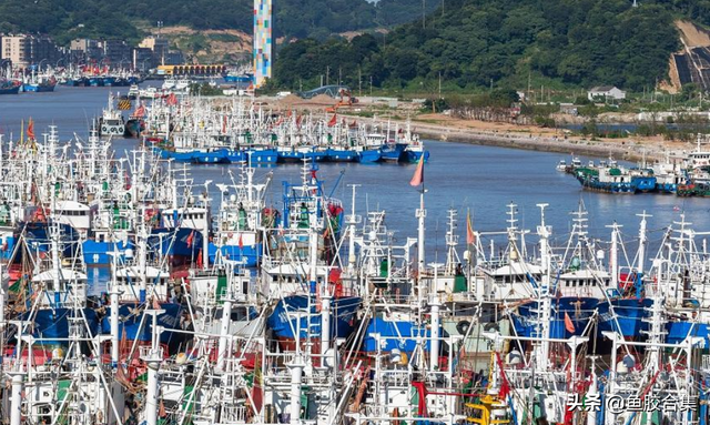 鳘鱼鳔的产地主要是哪里 鳘鱼鳔是鱼的哪