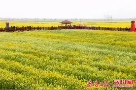 美醉了！第三届临湘江南油菜花节火热启幕图片