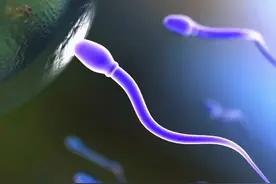 精子像钻头一样旋进，会“毒害”竞争对手，像一场不公平的道具赛图片