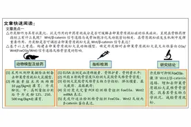 丹皮酚对去卵巢骨质疏松大鼠叉头框蛋白O3a/Wnt信号通路及椎骨密度的影响图片