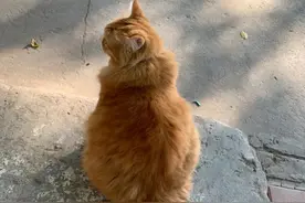 猫｜一只胖大橘图片