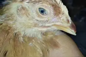 流眼泪，肚子里有黄色干酪物，竟然是感染了支原体图片