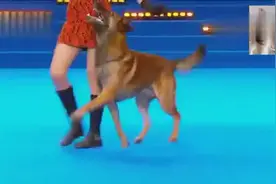 女训犬师与狗狗跳舞 赢得全场观众的热烈掌声视频封面