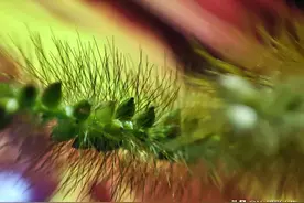 摄影匠作，在家也能拍的微距大片，只要准备这几样东西就可以了图片