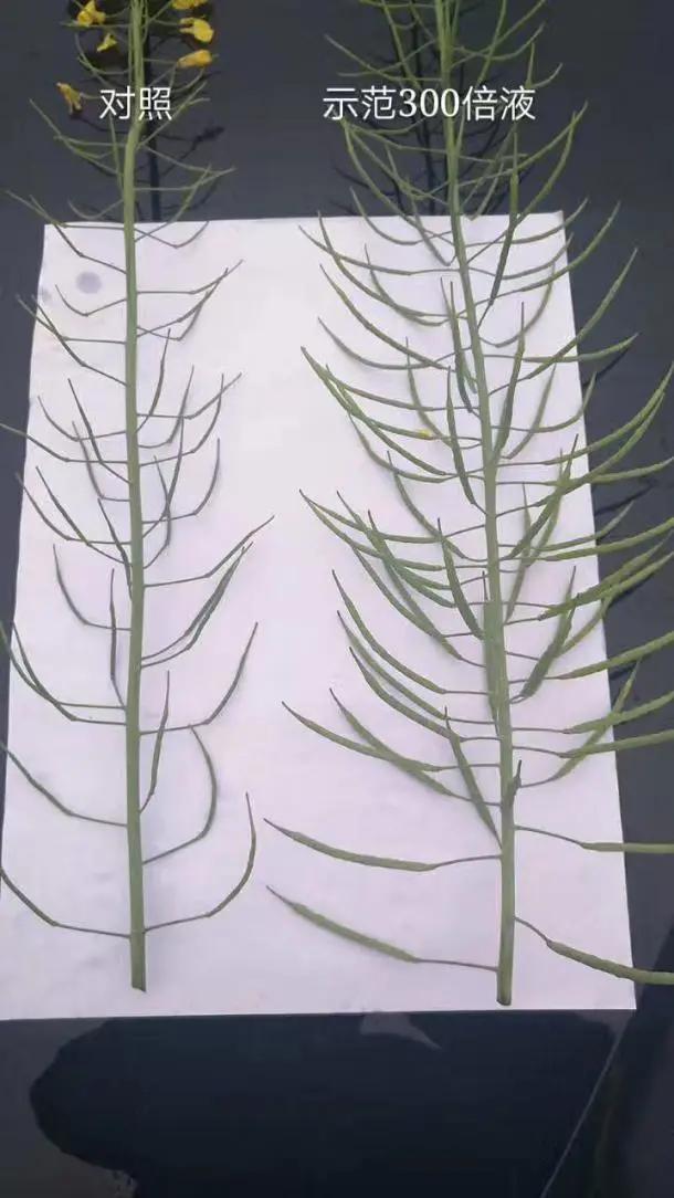 植物健康激活剂纳米硒在农产品提质增效中的应用