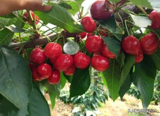 鈥滅⒊鑲モ€濆埌搴曟槸浠€涔堣偉锛屽浣滅墿鏈変粈涔堜綔鐢紝濡備綍浣跨敤