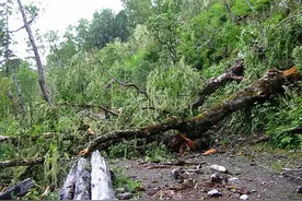 长白山放山人采参，如果遇到三种“特殊”情况，立刻转身回家图片