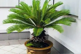 秋季铁树做好“3不缺”，蹭蹭长新叶，老叶大又绿图片