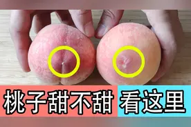 桃子甜不甜，看一眼这里就知道，不打激素特甜，老果农方法真实用图片