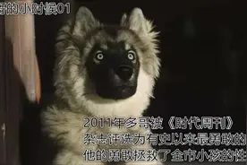 2011年多哥被《时代周刊》杂志评选为有史以来最勇敢的动物图片