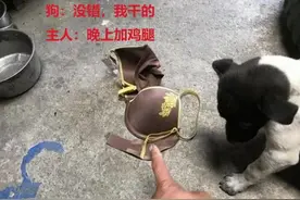 狗狗叼回家一件衣物，主人看清后却有些发愁：你怎么老是搞事情？图片