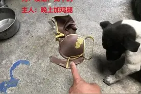 狗狗叼回家一件衣物，主人看清后却有些发愁：你怎么老是搞事情？图片